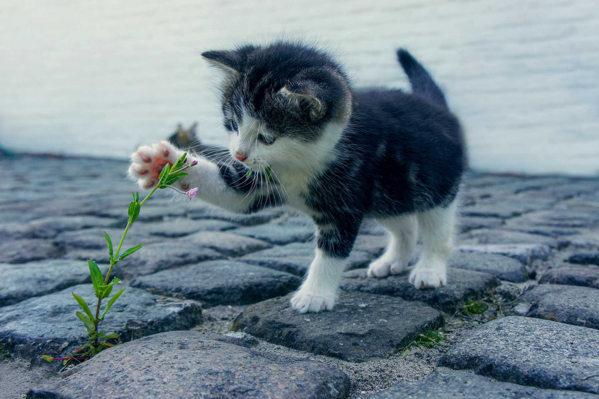 Kitten playing with a small flower.